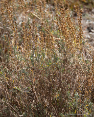 Artemisia spiciformis