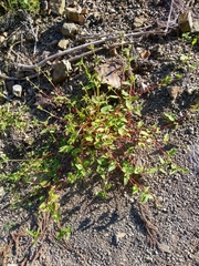 Persicaria nepalensis