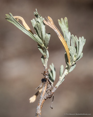 Artemisia spiciformis