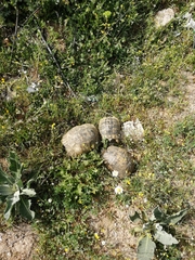 Testudo graeca