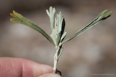 Artemisia spiciformis