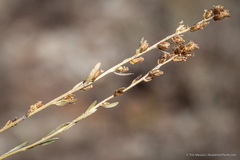 Artemisia spiciformis
