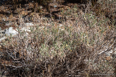 Artemisia spiciformis