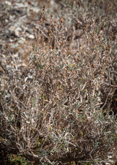 Artemisia spiciformis