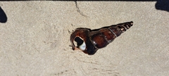 Pyrazus ebeninus