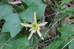 Passiflora herbertiana