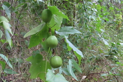 Passiflora herbertiana