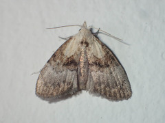 Nanola basalactifera