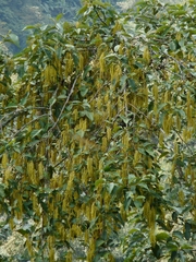 Alnus nepalensis