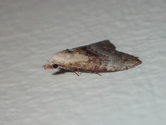 Nanola basalactifera