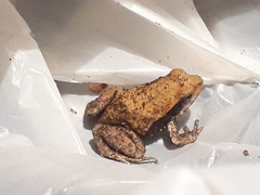 Physalaemus fischeri