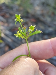 Monotaxis macrophylla