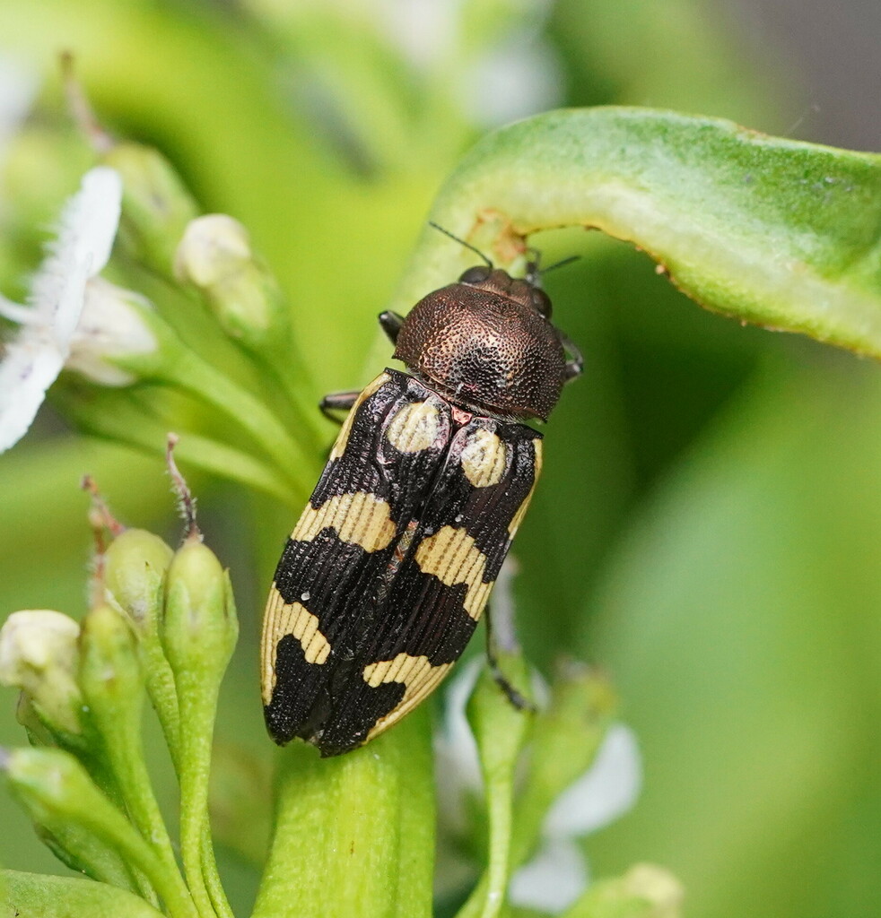 Castiarina cupreoflava