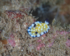 Goniobranchus vibratus