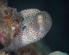 Gymnothorax meleagris