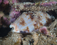 Talostolida pellucens