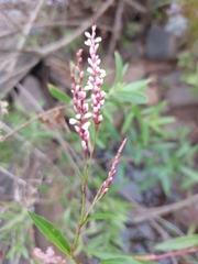 Persicaria decipiens