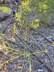 Monotaxis macrophylla