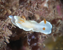 Ardeadoris angustolutea