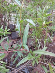 Persicaria decipiens