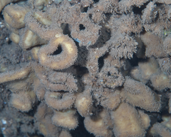 Leiodermatium