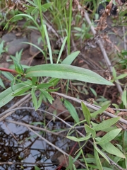Persicaria decipiens