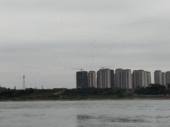 Chroicocephalus ridibundus