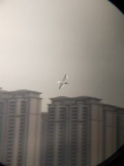 Chroicocephalus ridibundus