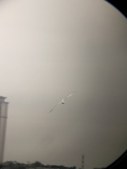 Chroicocephalus ridibundus