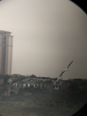 Chroicocephalus ridibundus