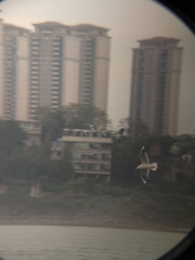 Chroicocephalus ridibundus