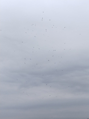 Chroicocephalus ridibundus