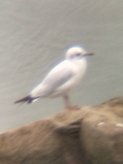 Chroicocephalus ridibundus