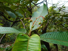 Saurauia roxburghii