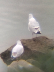 Chroicocephalus ridibundus