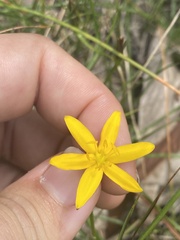 Hypoxis hygrometrica