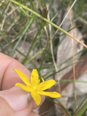 Hypoxis hygrometrica