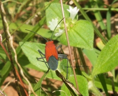 Leptocoris