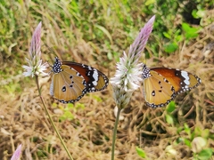 Danaus chrysippus