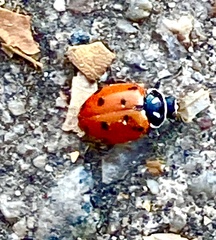 Hippodamia convergens