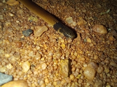 Aparallactus capensis