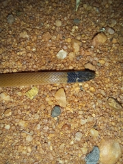 Aparallactus capensis