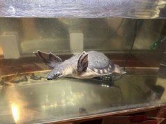 Carettochelys insculpta