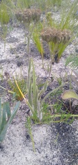 Corymbium villosum