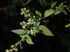 Mosla dianthera