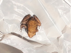 Physalaemus fischeri