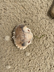 Ovalipes australiensis