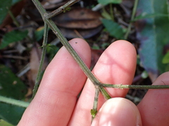 Mosla dianthera