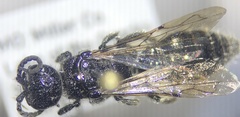 Tiphioidea