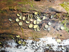 Chlorosplenium chlora